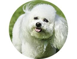 Bichon Frisé