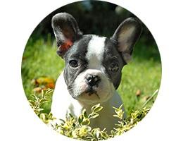 Französische Bulldogge